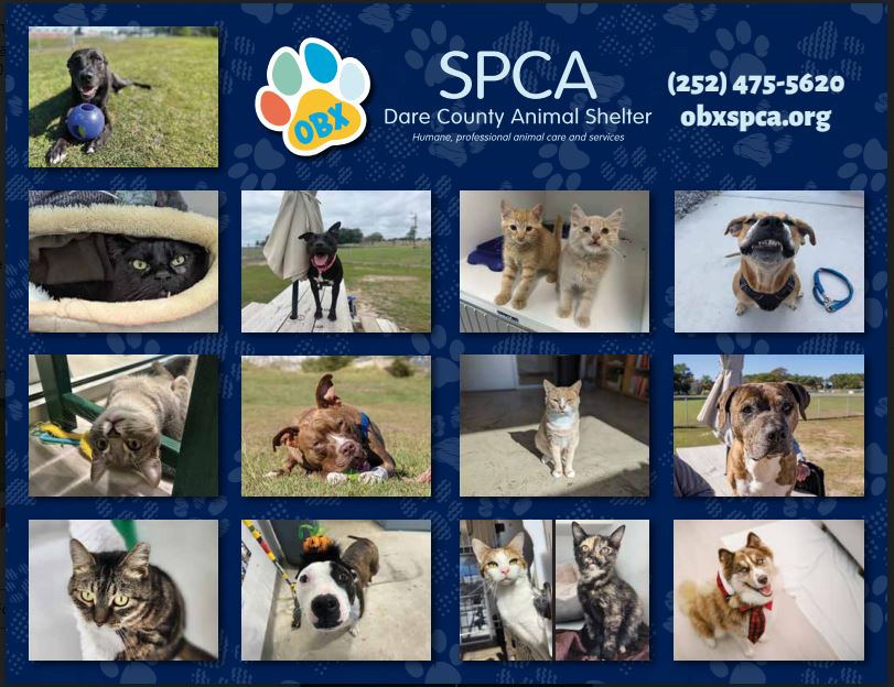 2024 Pet Calendar Outer Banks SPCA   Calend2 